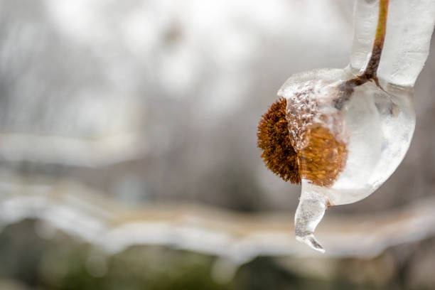 Icy ground in Winter