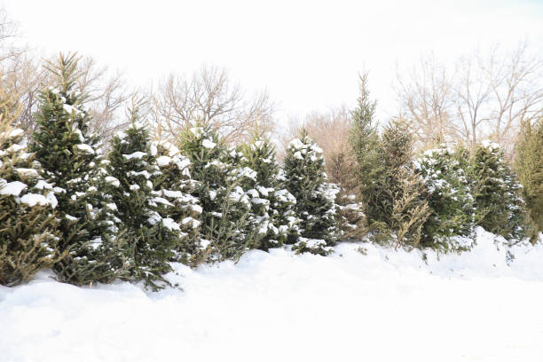 istock Winter Country Landscape. Peaceful Scene. 1130386591