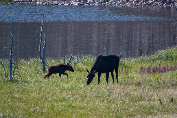 istock Moose cow and her calf 1130387135
