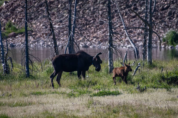 istock Moose cow and her calf 1130387317