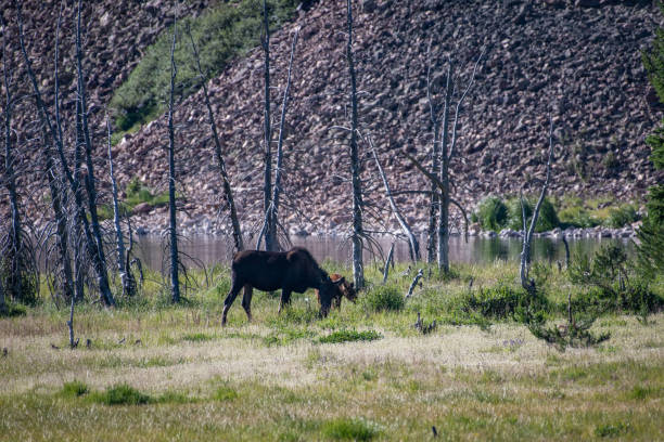 istock Moose cow and her calf 1130387444