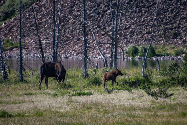 istock Moose cow and her calf 1130388111
