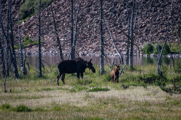 istock Moose cow and her calf 1130388191