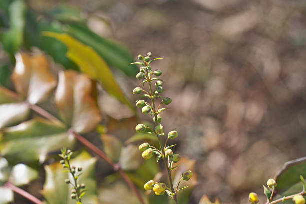 istock Mahonia japonica 1130388304