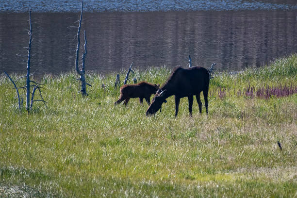 istock Moose cow and her calf 1130388351