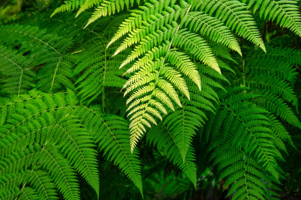 istock Brightly colored green fern leaves 1130389150