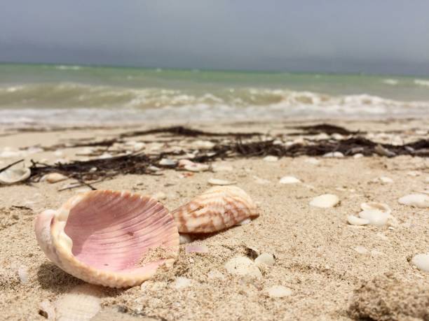 conchiglia bloccata sulla spiaggia - stranded beached beach businessman foto e immagini stock