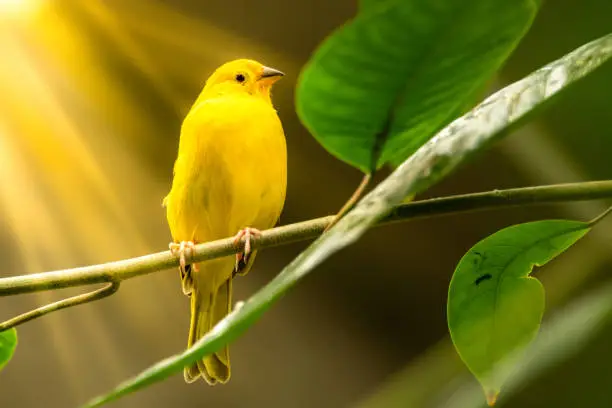 Sunburst on yellow  Chickedee bird on branches. Horizontal single animal.