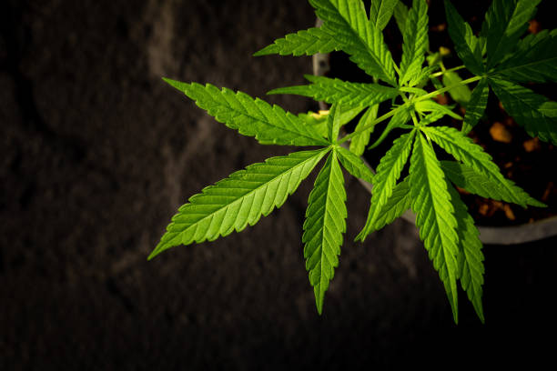 istock Planting marijuana in pots to make medicine. 1130390068