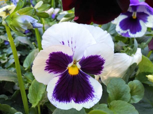 istock Horned pansy - Multi colors - beautifully grows in california 1130390974