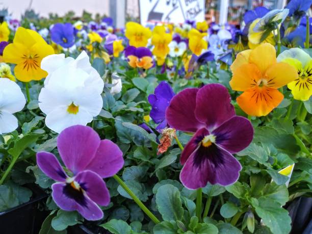 istock Horned pansy - Multi colors - beautifully grows in california 1130390983