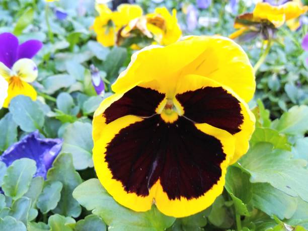 istock Horned pansy - Multi colors - beautifully grows in california 1130390985