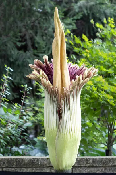 Titan arum, also known as corpse flower or carrion flower, is one of the world's largest and rarest plants. It emits an odor that smells like rotting flesh.