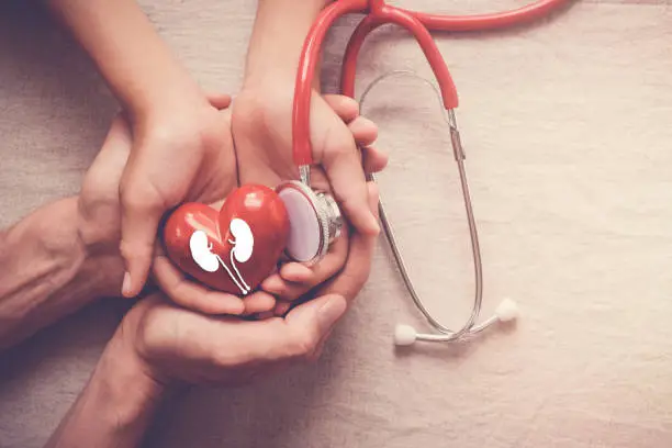 hands holding red heart and kidney with stethoscope, world kidney day