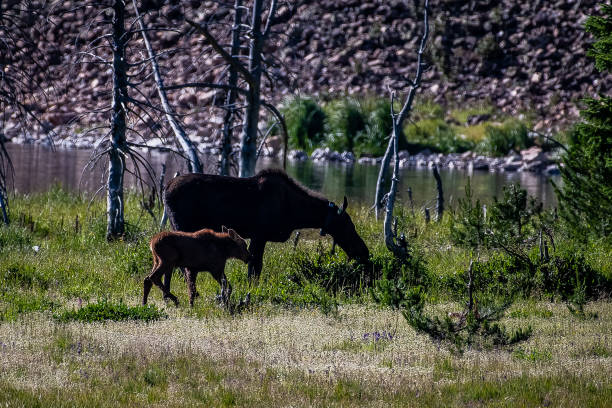 istock Moose cow and her calf 1130391953