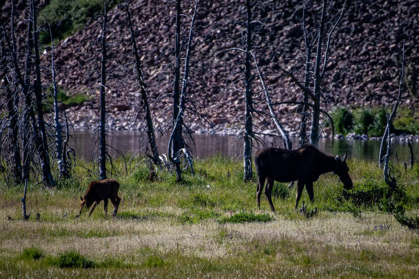 istock Moose cow and her calf 1130392735