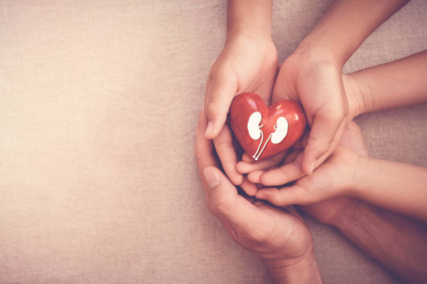hands holiding red heart with kidney, world kidney day hands holiding red heart with kidney, world kidney day human kidney stock pictures, royalty-free photos & images