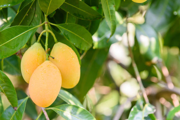 istock Yellow marian plum (maprang)hanging,marian field,marian farm. 1130393626