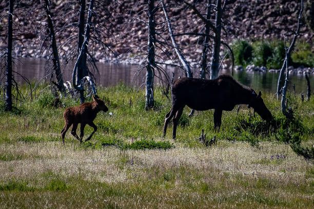 istock Moose cow and her calf 1130393838