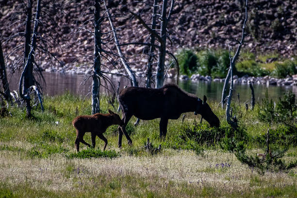 istock Moose cow and her calf 1130395064