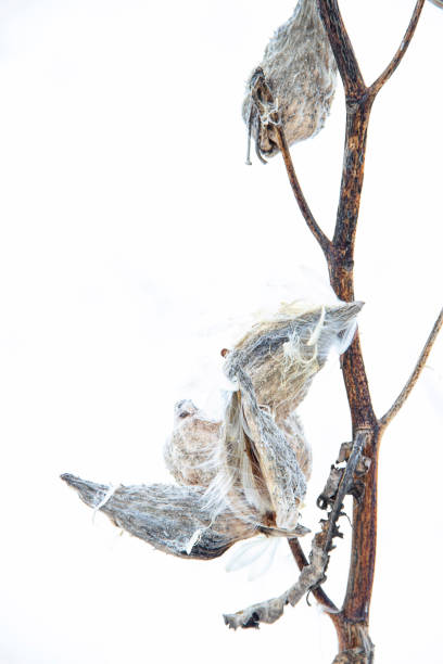 istock MIlkweed (Asclepias syriaca)  Pods in Winter Wind 1130395174