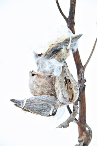 Milkweed pods with seeds and fluff blowing in the winter wind against a snow white background.