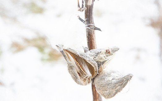 Close up view of Milkweed pods with seeds and fluff blowing in the winter wind against a snow white background.
