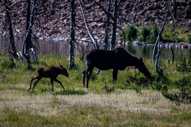 istock Moose cow and her calf 1130395285