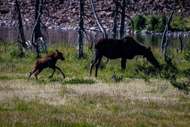 istock Moose cow and her calf 1130395824