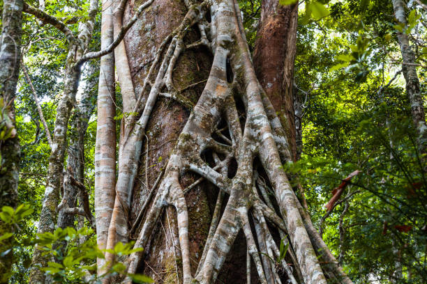 istock Closeup of strangler fig tree in a rainforest 1130396101