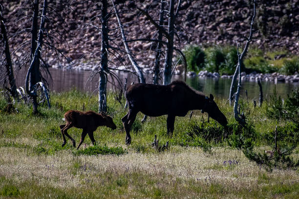 istock Moose cow and her calf 1130396684