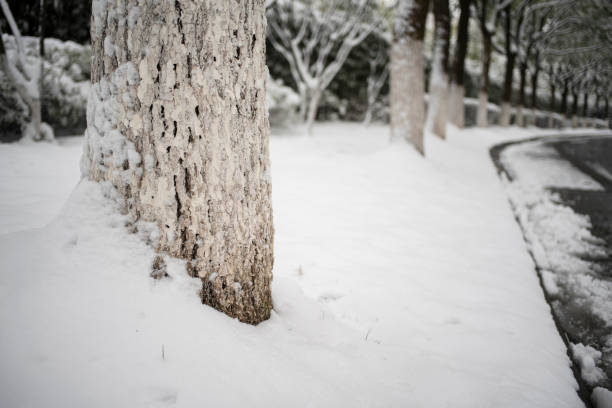 snow covered treelined road