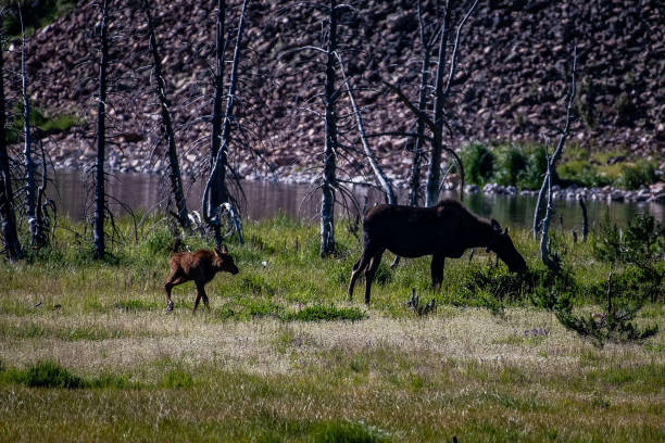 istock Moose cow and her calf 1130396871