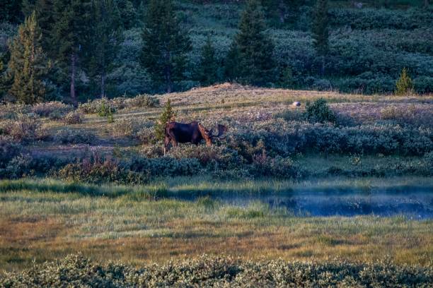 istock Bull moose grazing in early light 1130397425