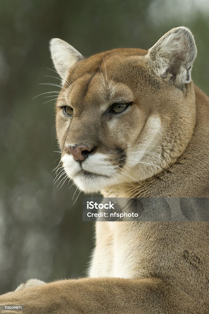 Close-up Ritratto di prigionieri cougar/puma/mountain lion - Foto stock royalty-free di Ambientazione esterna