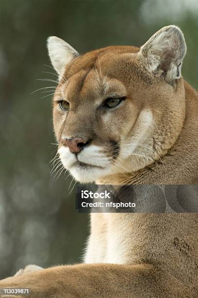 Zbliżenieportret Wewnętrznej Cougarpumamountain Lion - zdjęcia stockowe i więcej obrazów Bez ludzi