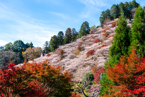 Obara Shikizakura park in morning, colorful sukara and red and orange maple trees and green pine trees on the hill full blooming against blue sky in autumn season of Obara, Toyota city, Nagoya, Japan.