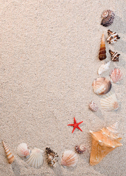 istock Frame of sea shells and starfish on sand 113040084