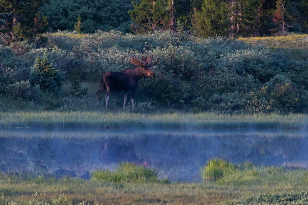 istock Bull moose grazing in early light 1130400900