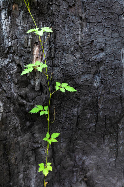 istock Green leafs stretching over burned wood - ecology and sustainability concept 1130400950