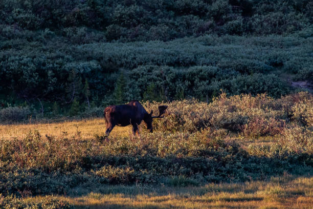 istock Bull moose grazing in early light 1130400953