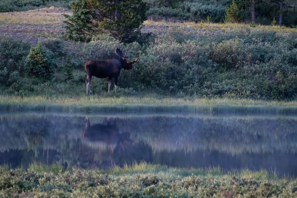 istock Bull moose grazing in early light 1130401852