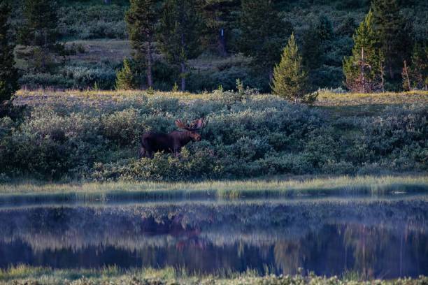 istock Bull moose grazing in early light 1130402030