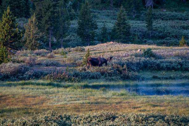 istock Bull moose grazing in early light 1130402907