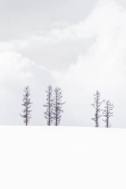 istock Beautiful landscape of lonely tree branch 1130402959