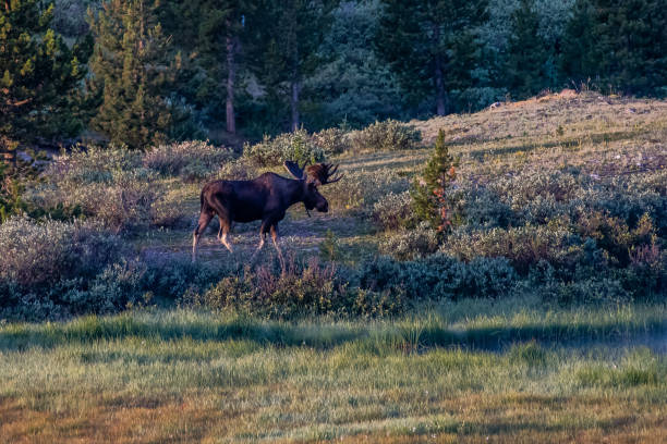 istock Bull moose grazing in early light 1130404346