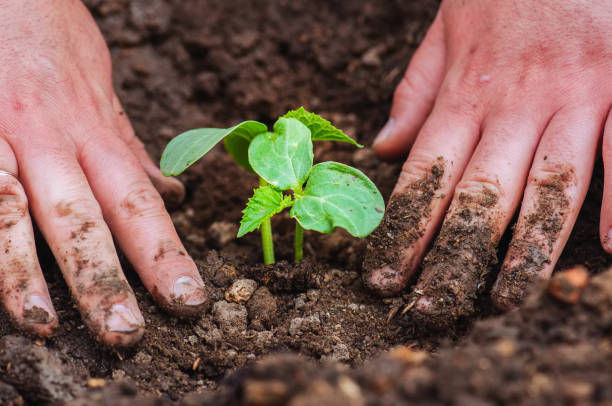 istock Man's hand planting cucumber seedling in humus ground. 1130405119