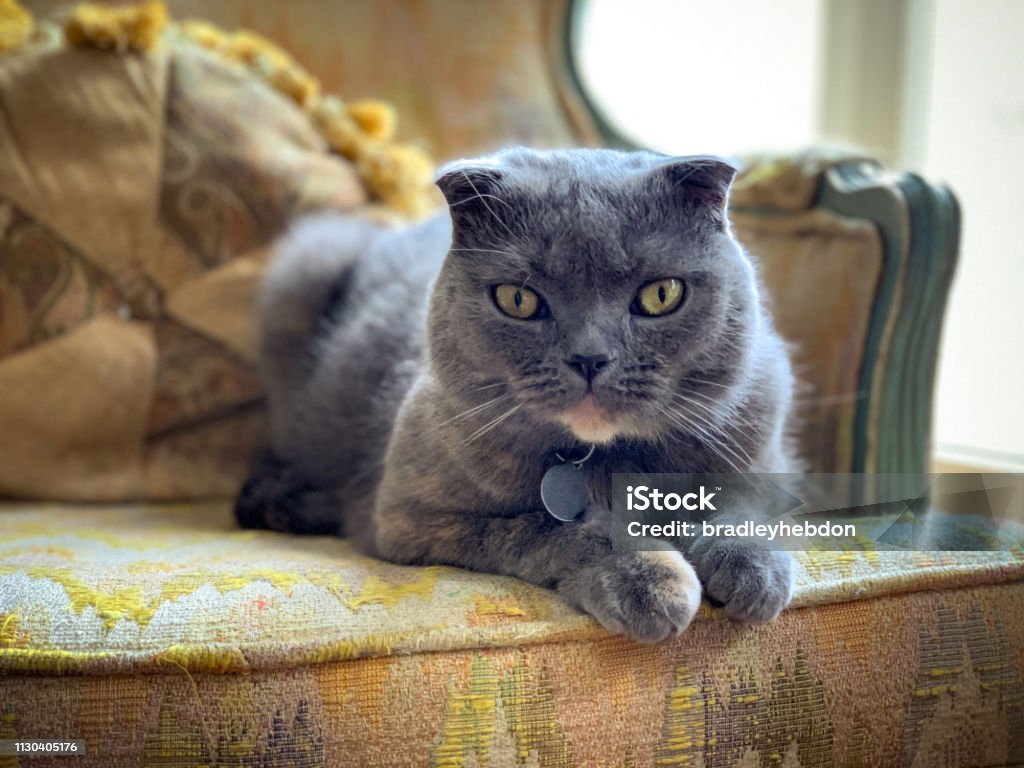 Scottish Fold cat relaxing on antique chair near window A pretty gray pampered Scottish Fold cat is enjoying the sun shining through the large windows in a living room. Shot on mobile device, iPhone XS Max. Scottish Fold Cat Stock Photo