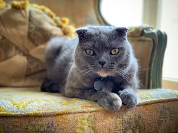 A pretty gray pampered Scottish Fold cat is enjoying the sun shining through the large windows in a living room. Shot on mobile device, iPhone XS Max.