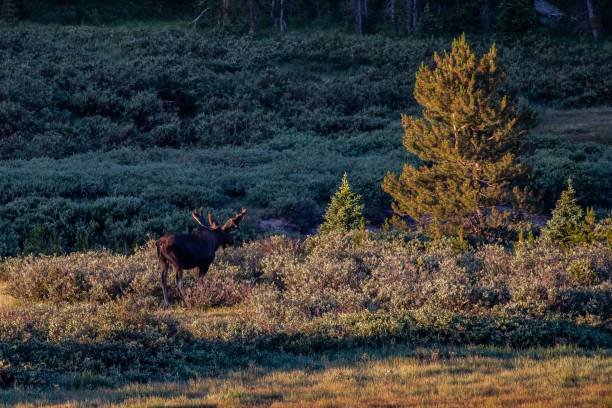 istock Bull moose grazing in early light 1130405880